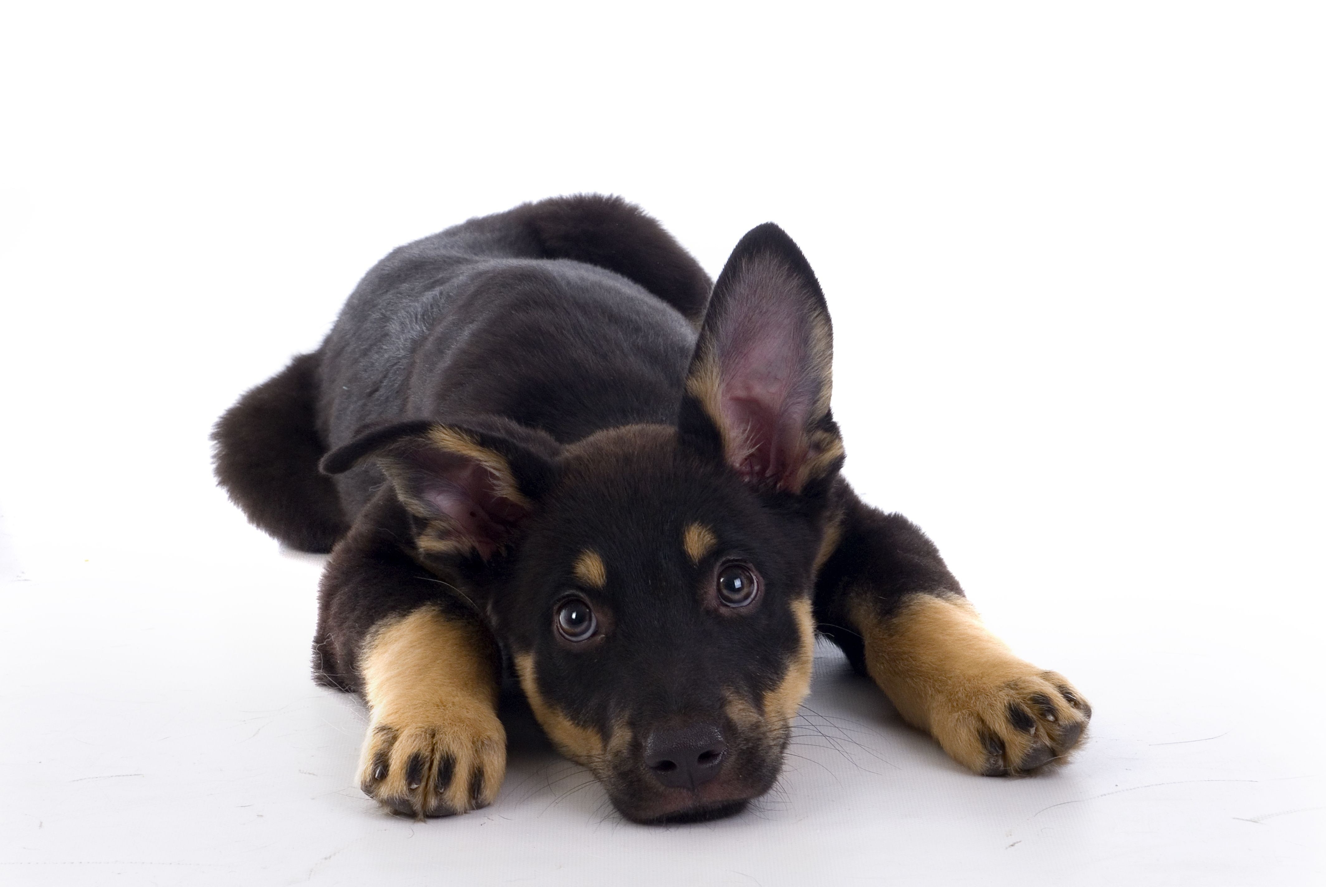 black and tan puppy lying down