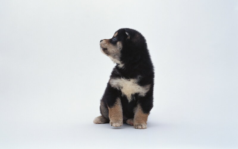 Black and Tan Puppy — Neutral, Photograph
