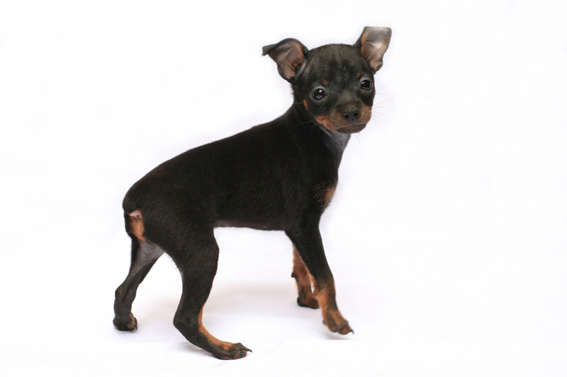Black and Tan Puppy — Neutral, Photograph, White Background, Brown