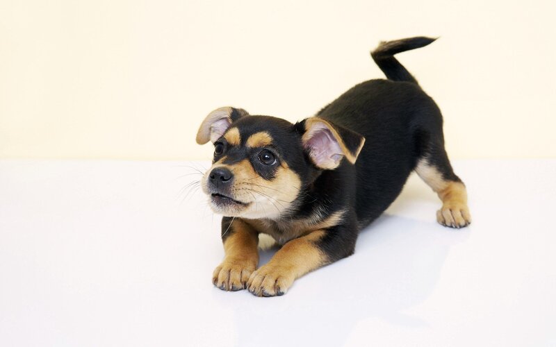 Black and Tan Puppy — Neutral, Photograph, White Surface