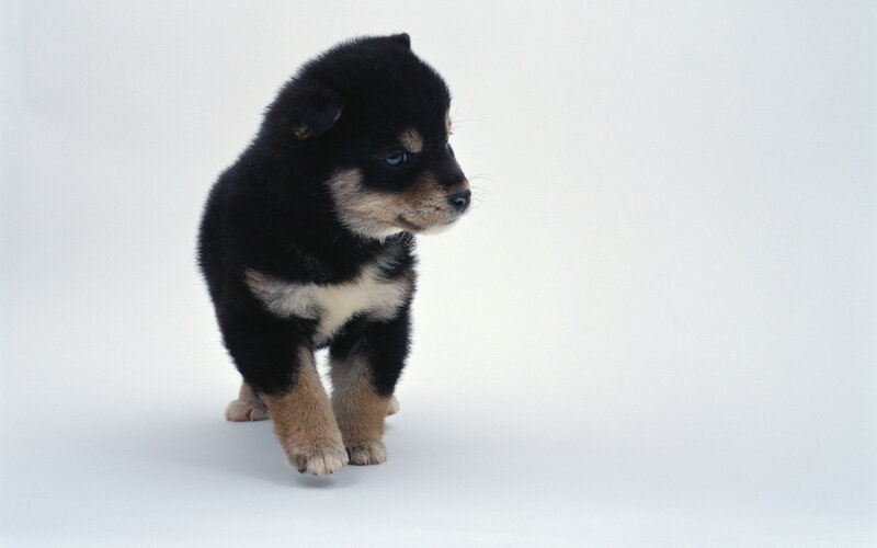 Black and Tan Puppy — Neutral