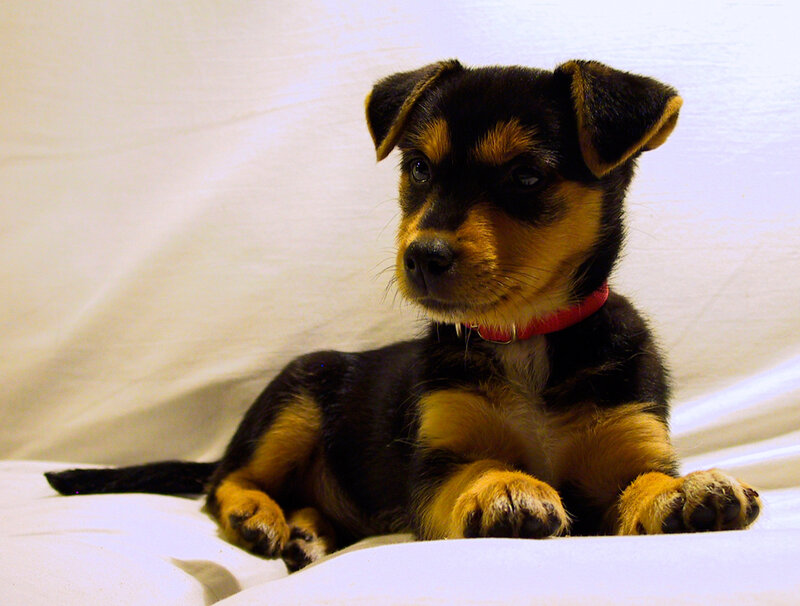 black and tan puppy on white