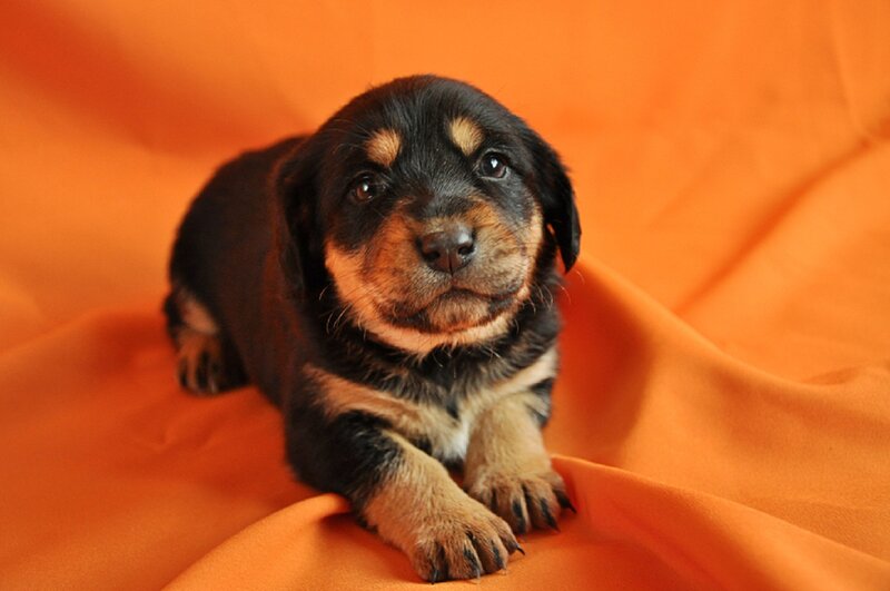 Black and Tan Puppy — Orange
