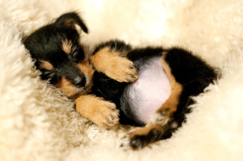 Black and Tan Puppy — Peaceful, Photograph