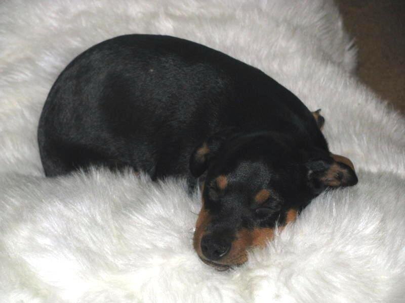 Black and Tan Puppy — Peaceful