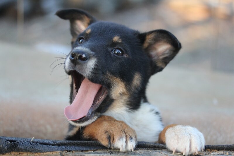 Black and Tan Puppy — Playful