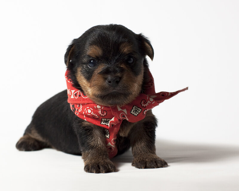 Black and Tan Puppy — Red