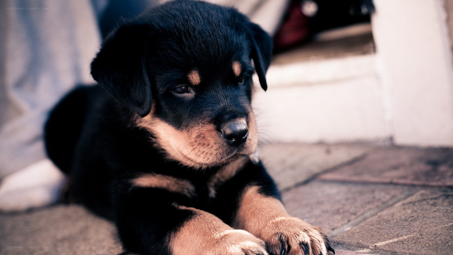 black and tan puppy resting