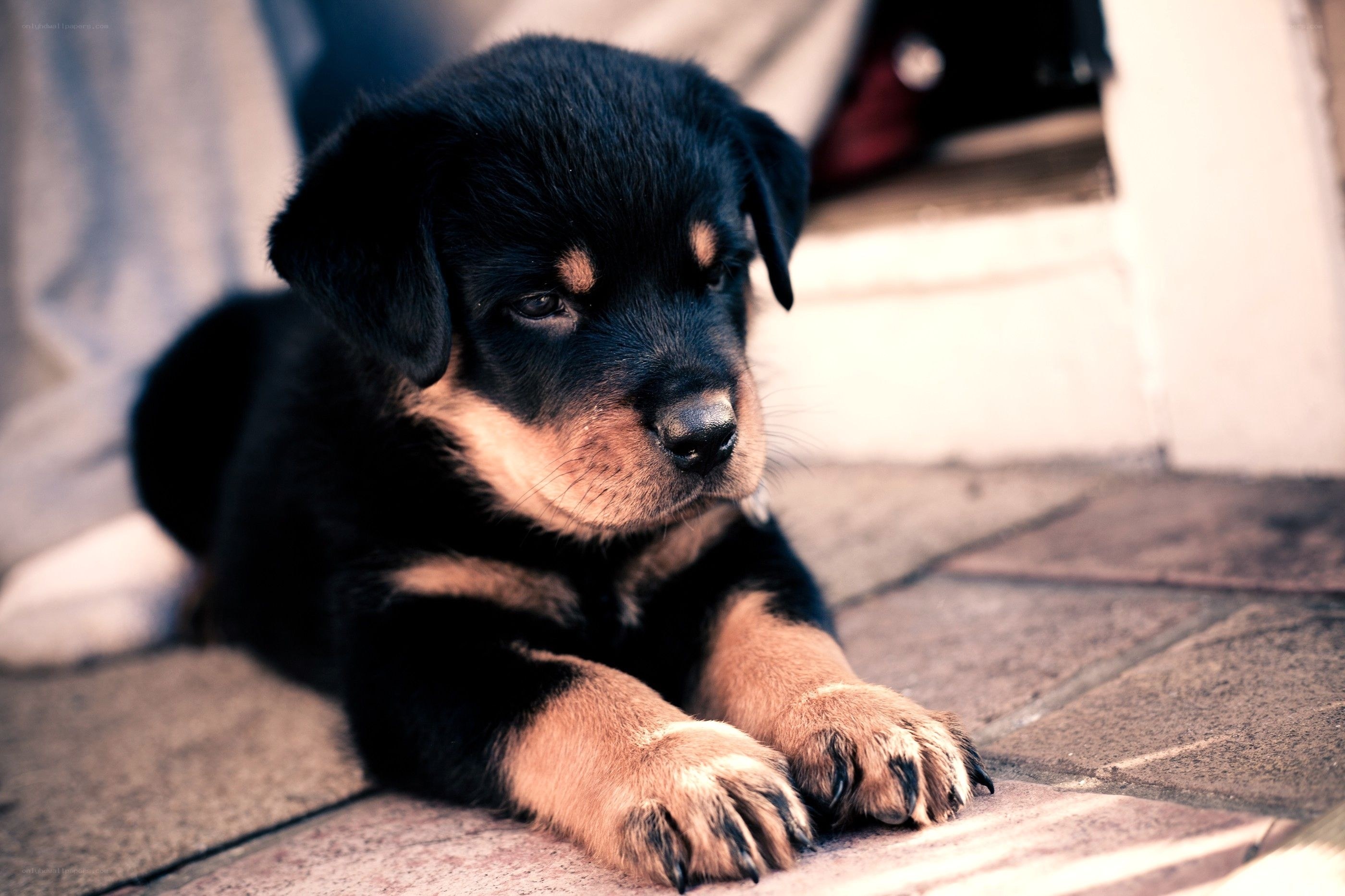 black and tan puppy resting