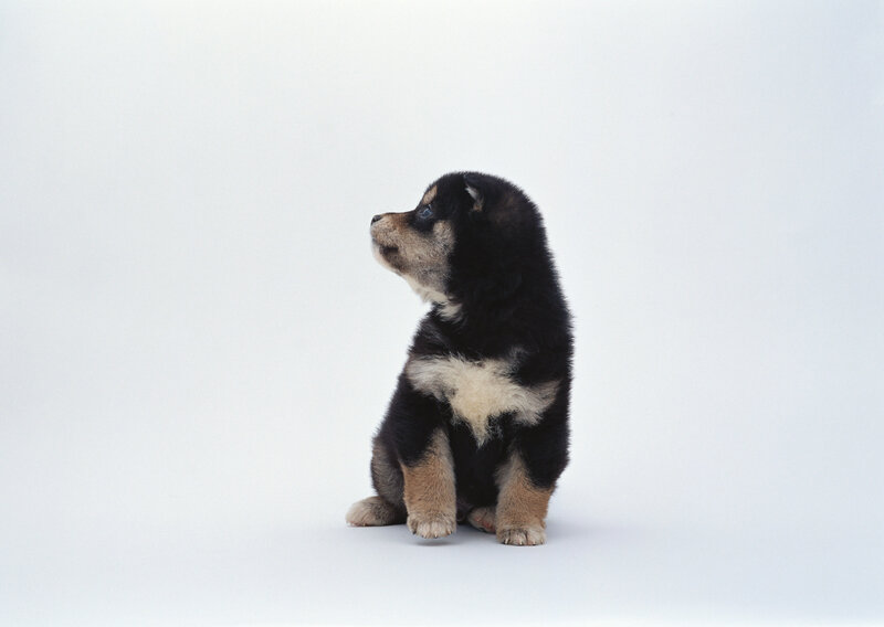 black and tan puppy sitting