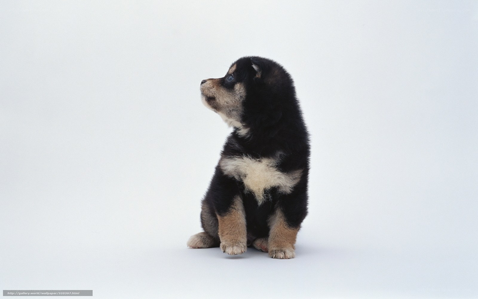 black and tan puppy sitting