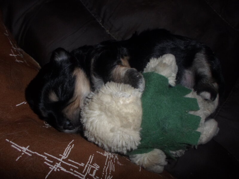 Black and Tan Puppy — Sleepy