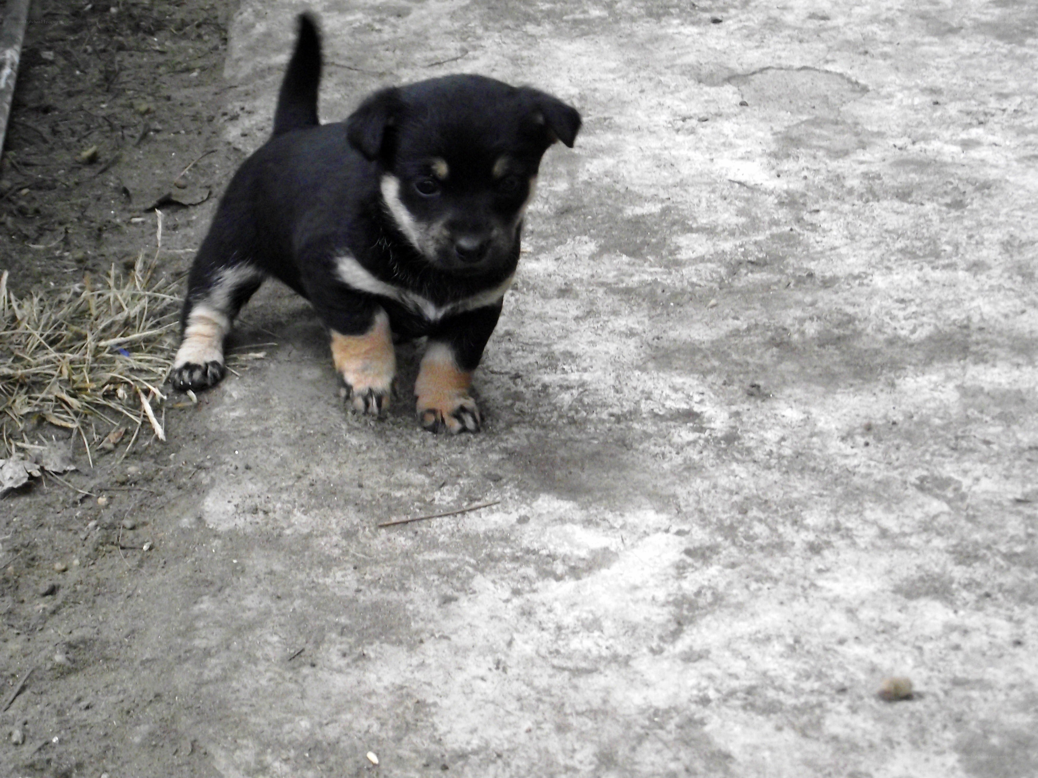black and tan puppy standing