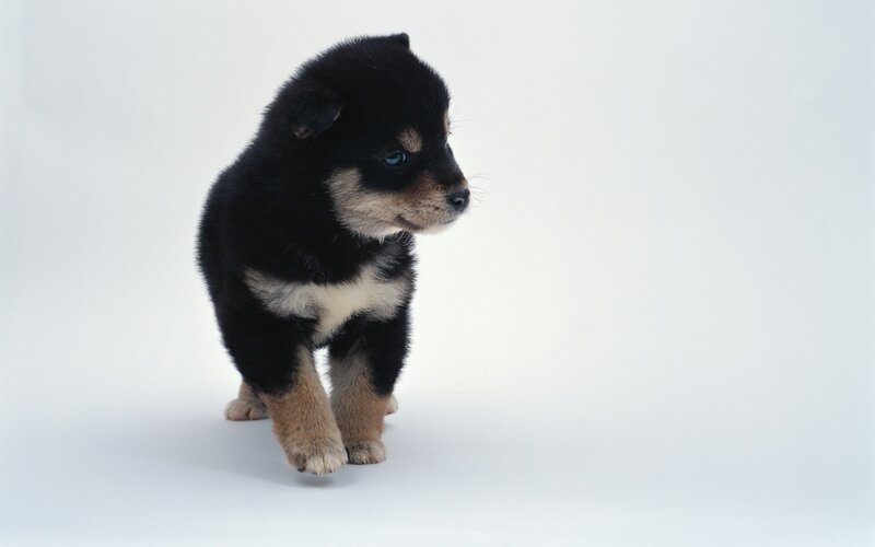 black and tan puppy walking