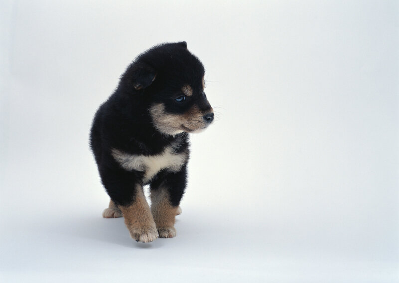 black and tan puppy walking