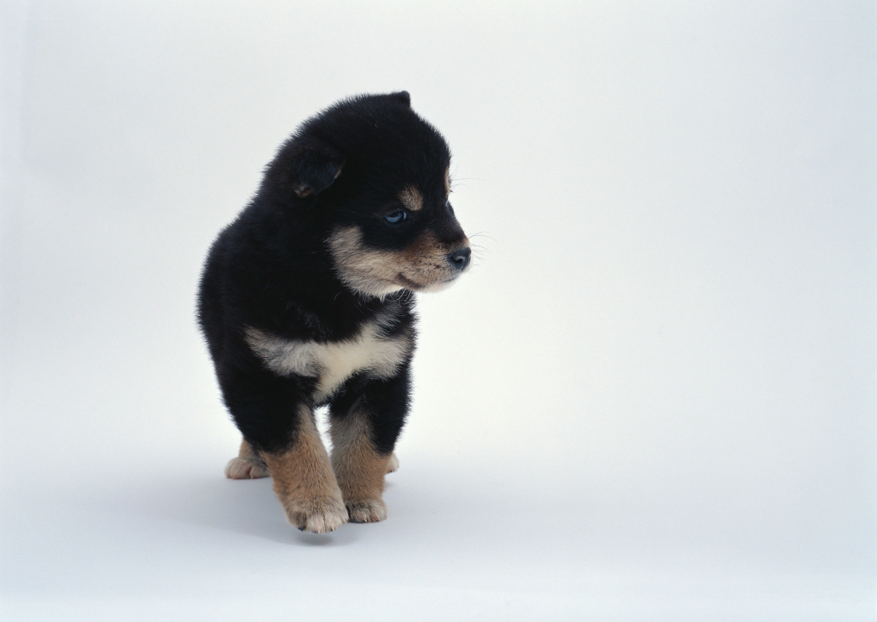 black and tan puppy walking