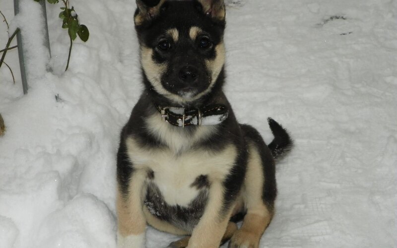 Black and Tan Puppy — White, Calm