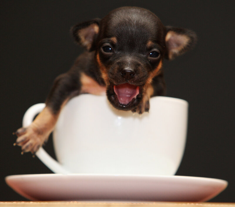 Black and Tan Puppy — White, Playful