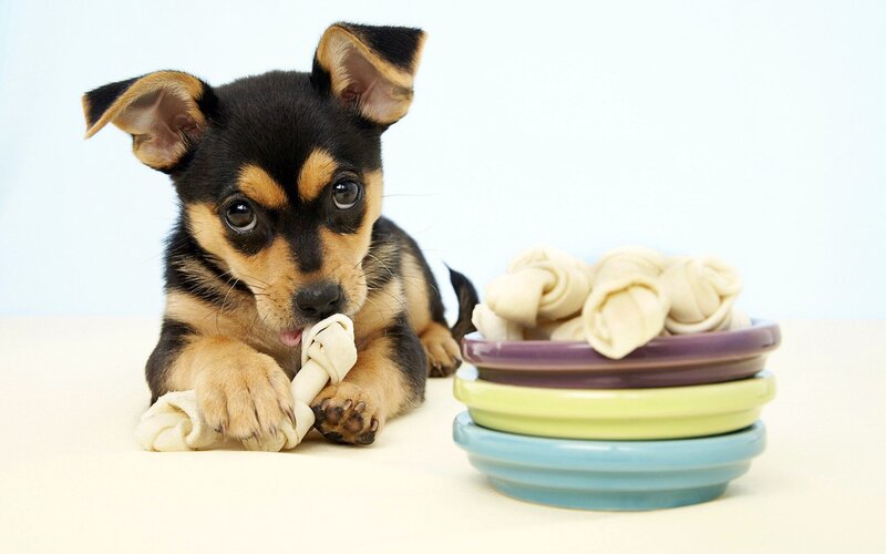 Black and Tan Puppy — White