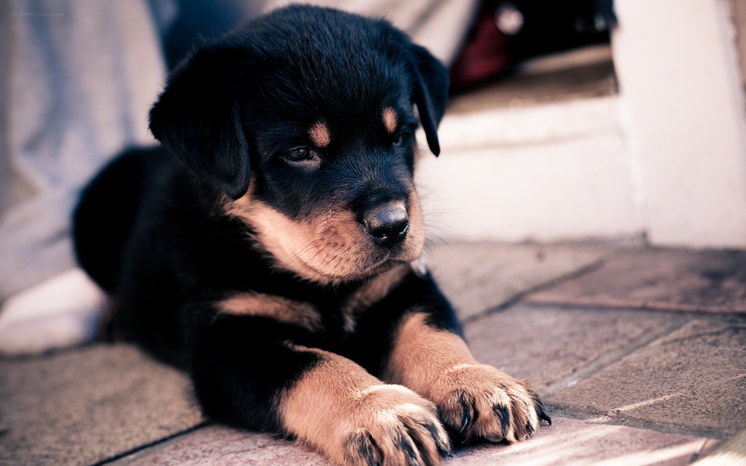 black and tan puppy
