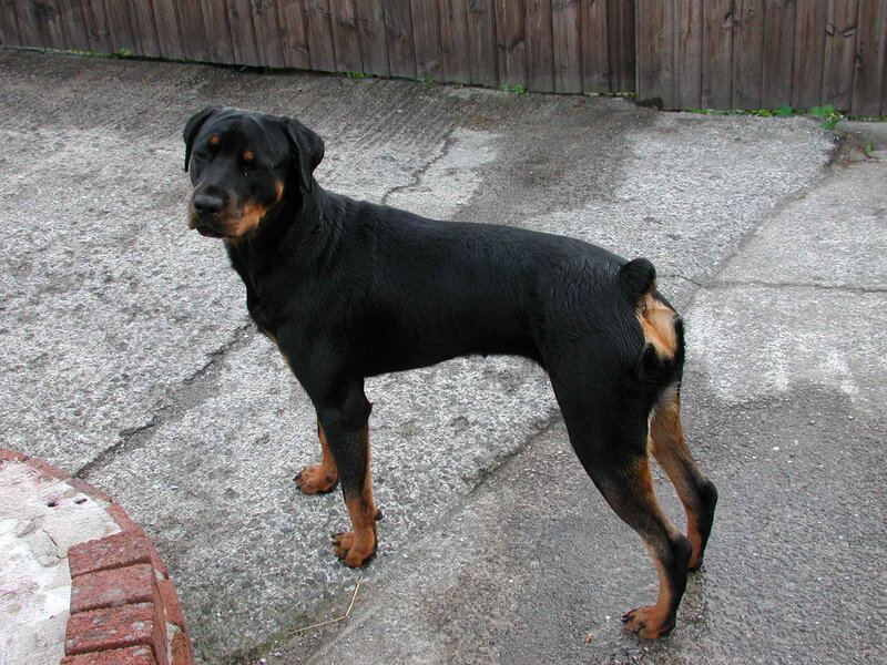 Black and Tan Rottweiler