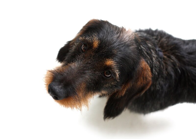Black and Tan Wire-haired Dog