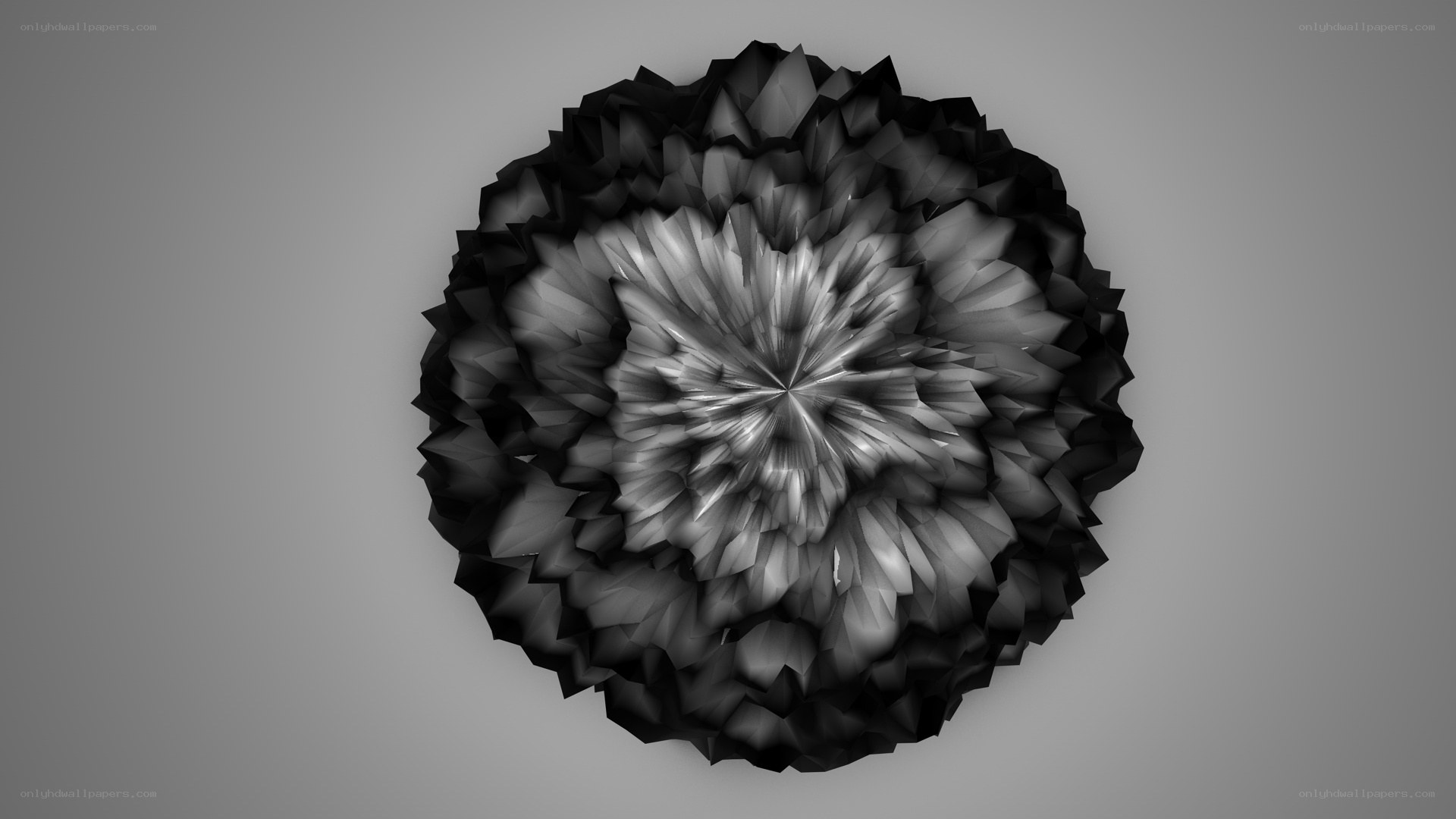 black and white abstract flower