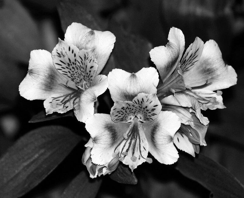 black and white alstroemeria flowers