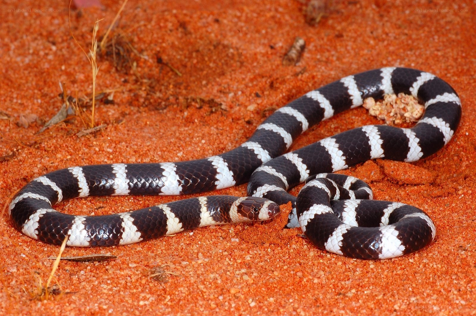 black and white banded snake