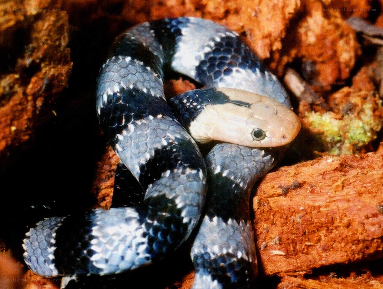black and white banded snake