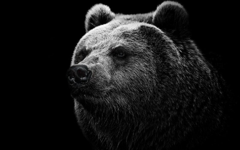 black and white bear portrait