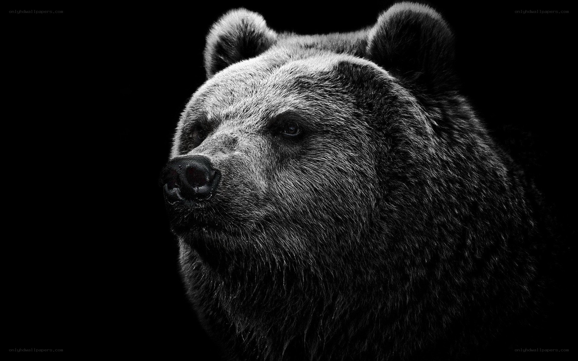 black and white bear portrait