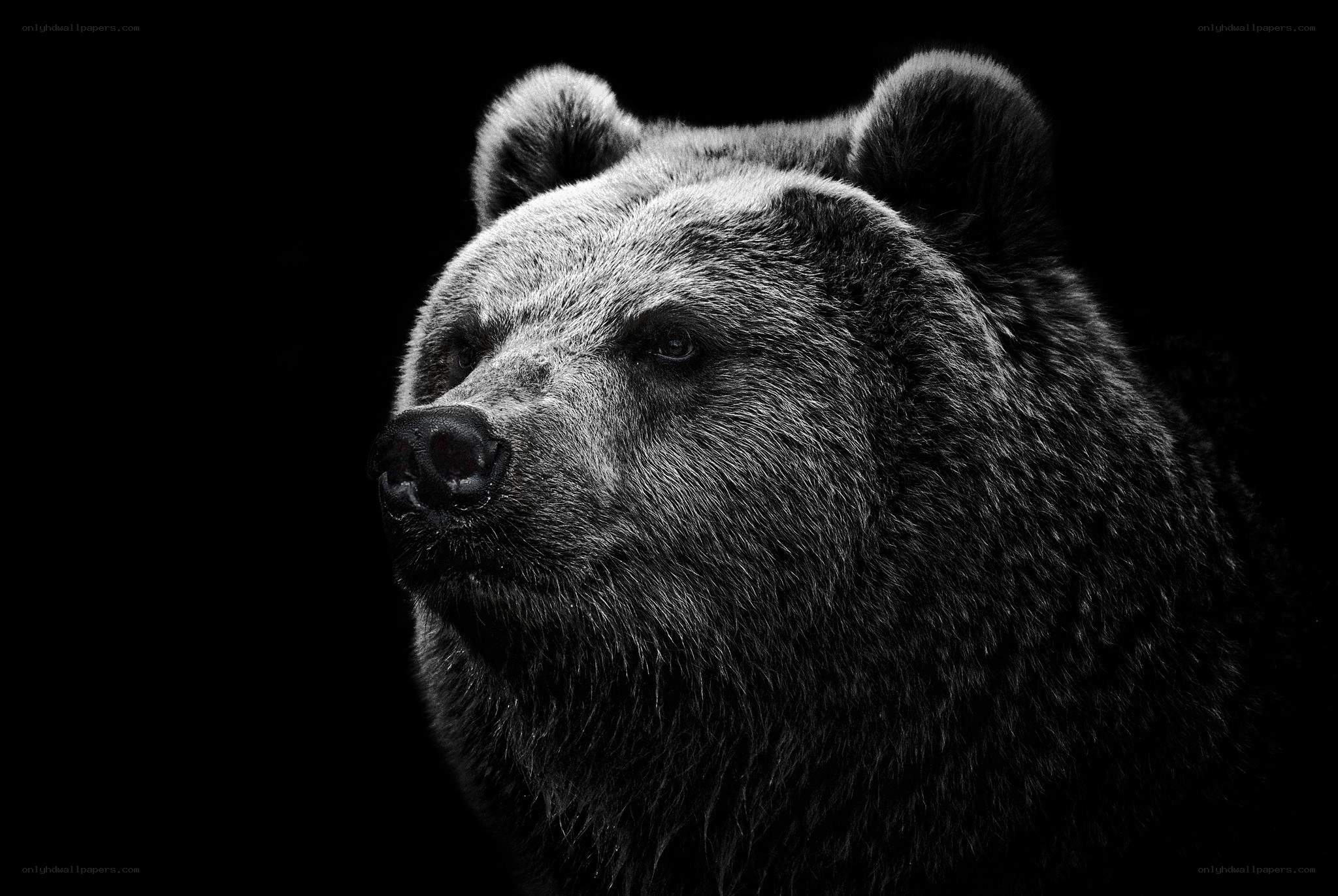 Black and white bear portrait