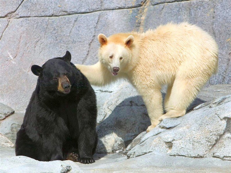 black and white bear together