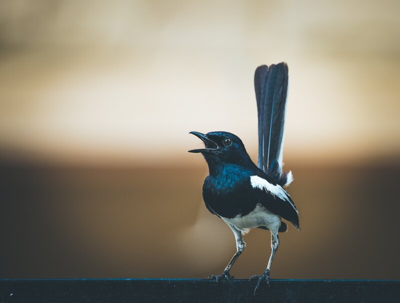 Black and White Bird — Alert