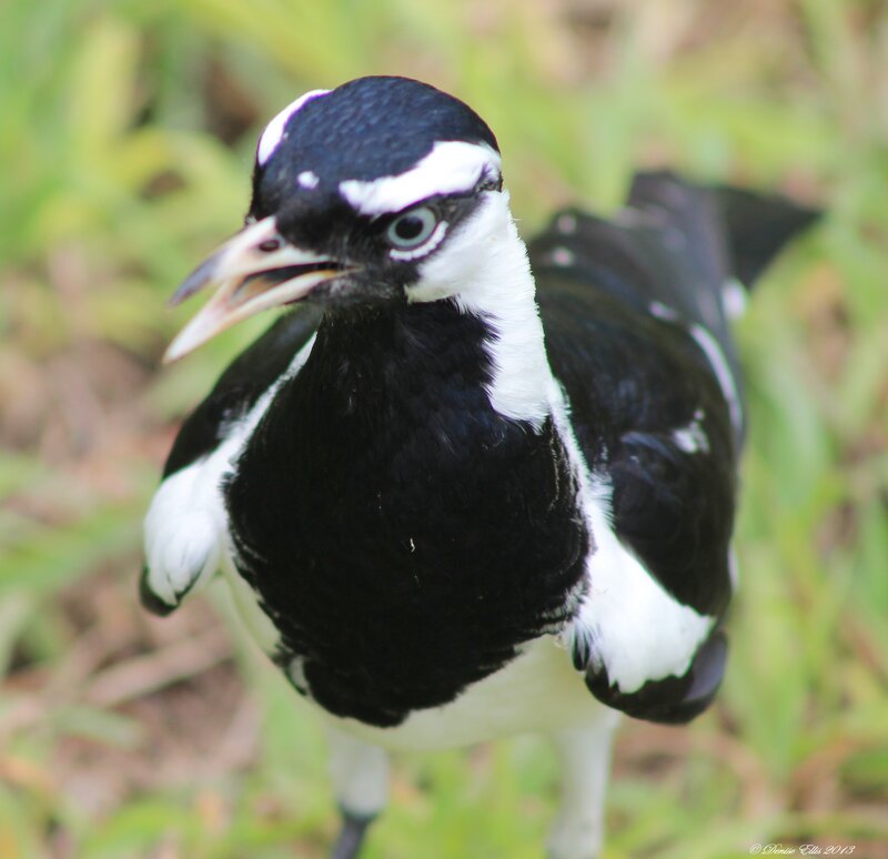 Black-and-white Bird — Black, Alert