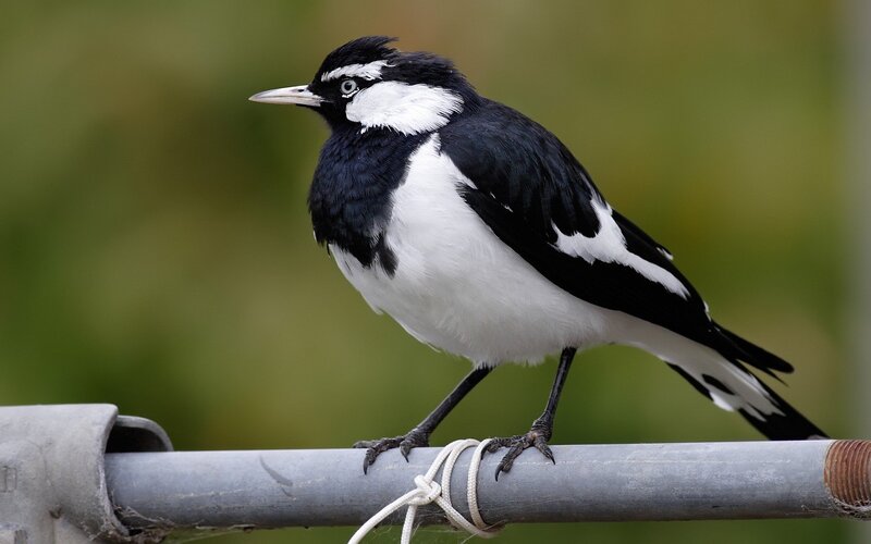Black-and-white Bird — Black, Calm, Photograph, Pole, Rope