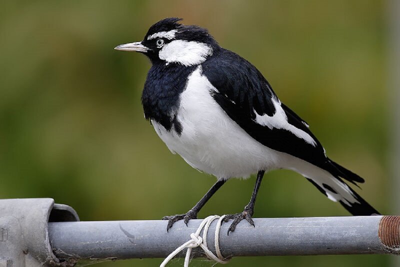 Black-and-white Bird — Black, Calm, Photograph, Pole