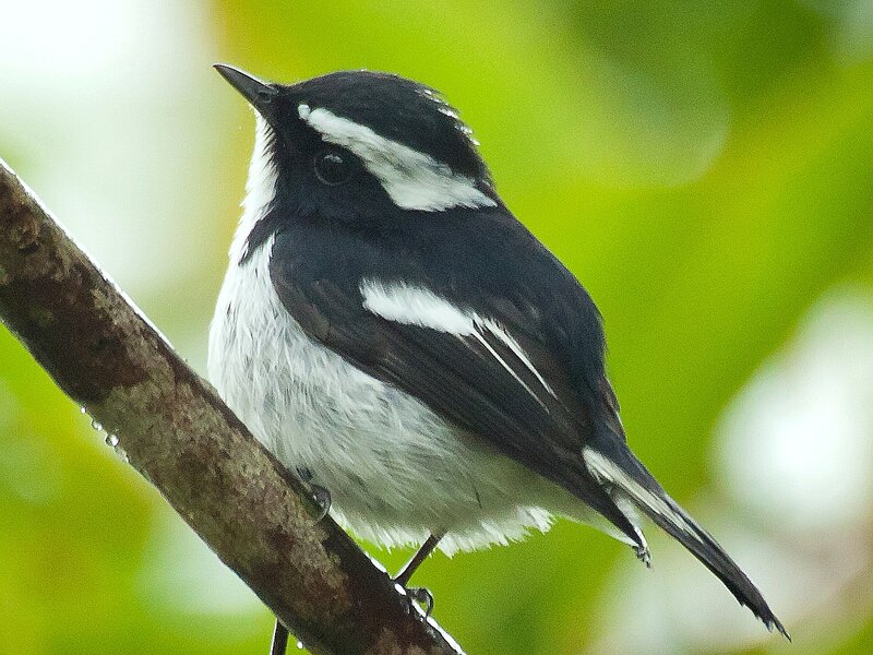Black-and-white Bird — Black, Calm, Photograph