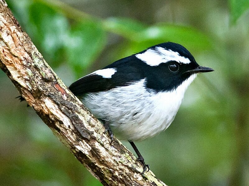 Black-and-white Bird — Black, Calm