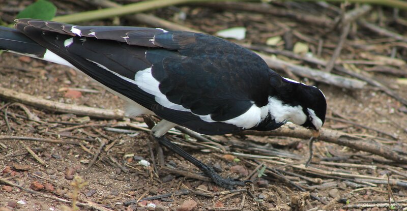 Black-and-white Bird — Black, Natural, Photograph