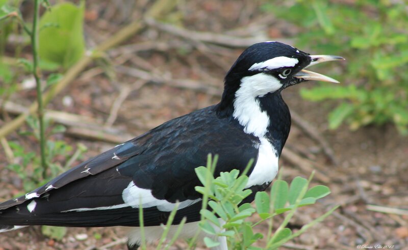 Black-and-white Bird — Black, Natural