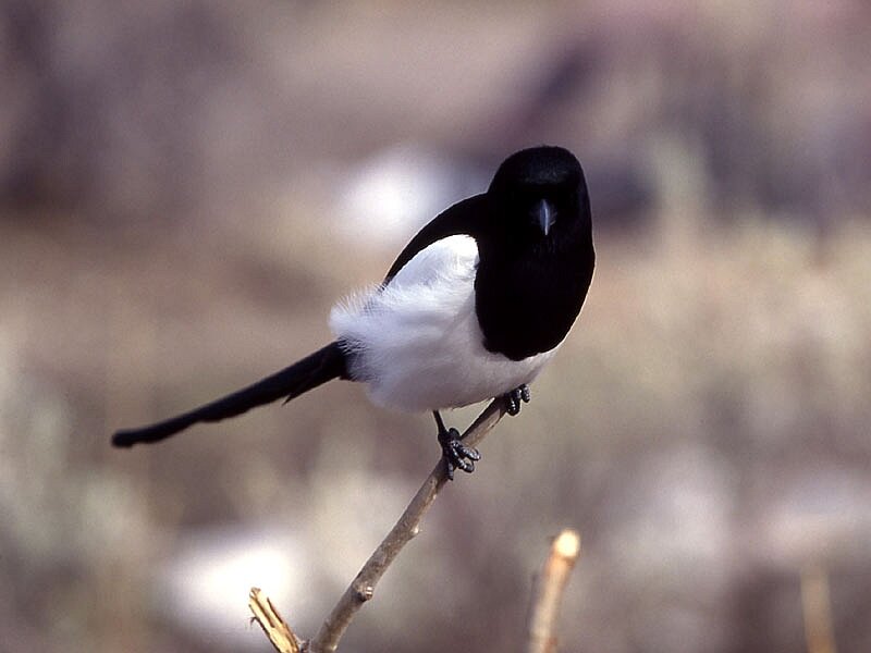 Black-and-white Bird — Black