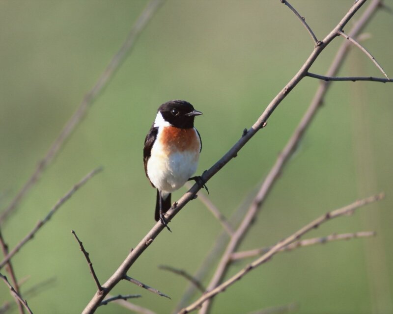 Black-and-white Bird — Brown, Calm