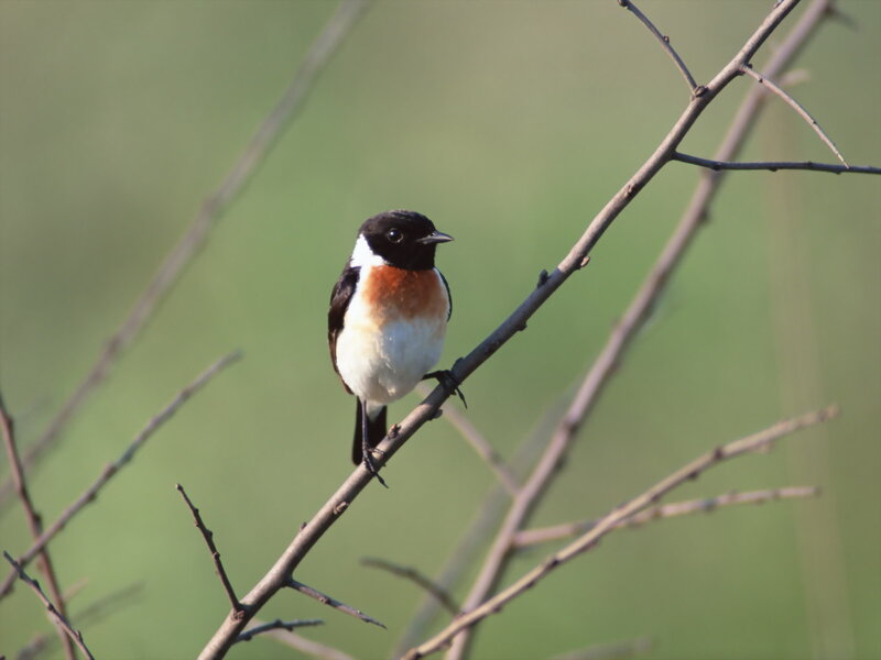 Black-and-white Bird — Brown