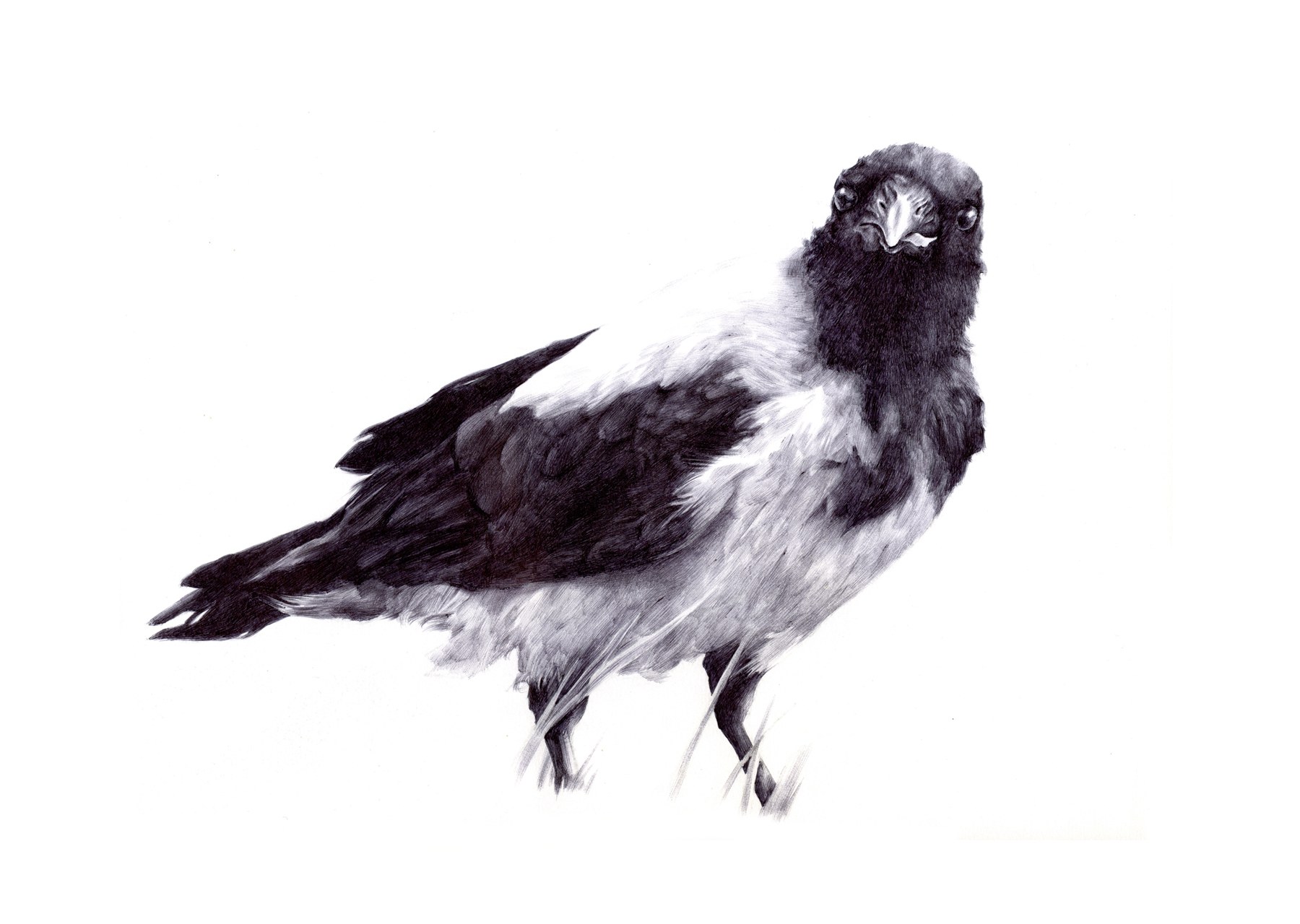 black and white bird drawing