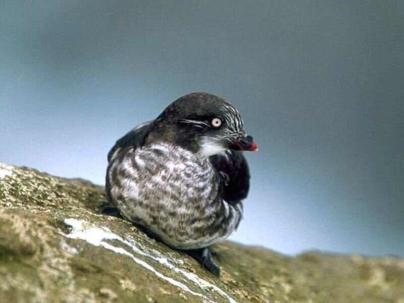 Black and White Bird — Gray