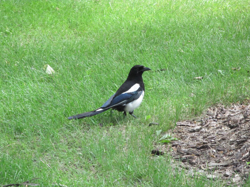 Black-and-white Bird — Green, Calm, Afternoon