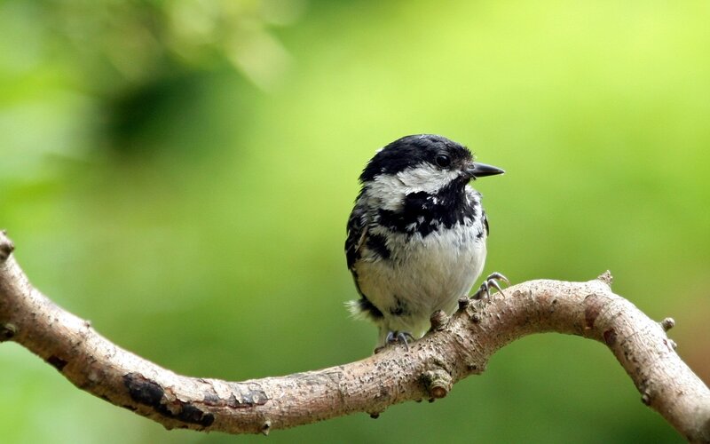 Black-and-white Bird — Green, Calm, Morning