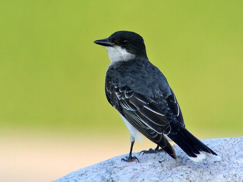 Black and White Bird — Green, Calm